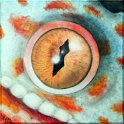 Augenblick eines Geckogeckos Acryl auf Leinwand;
30 x 30 cm